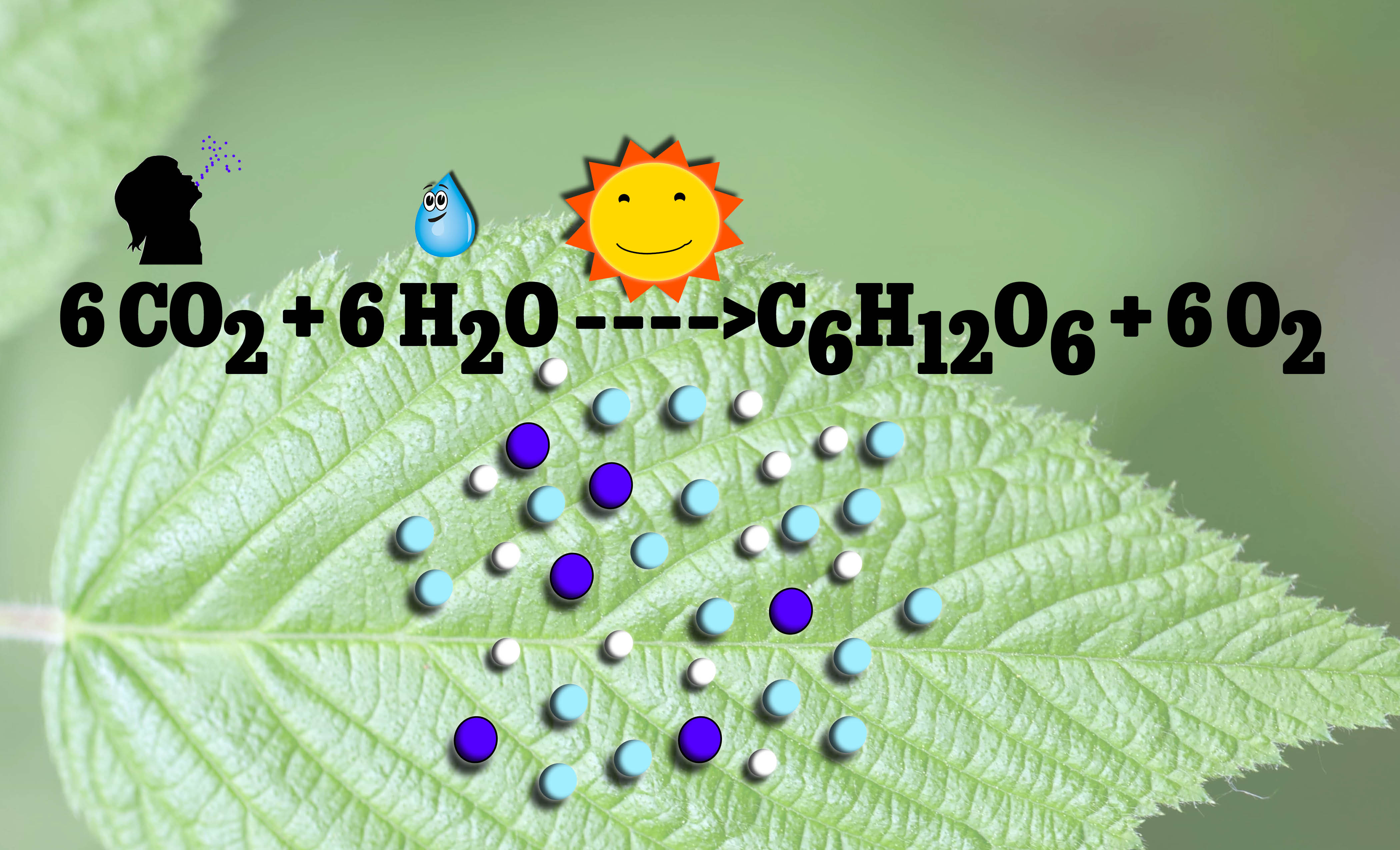 photosynthetic equation